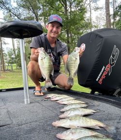 A person fishing for 4 white crappie fish in Ridgeland