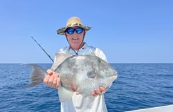 Grey triggerfish caught on fishing tour in FL