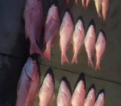 9 fish caught in Panama City