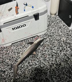 Sandbar shark fishing tour in FL