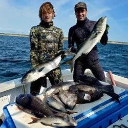 3 bluefish caught in RI