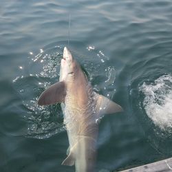 Sandbar shark fishing in RI