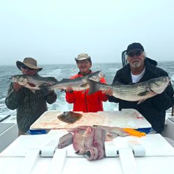 Three striped bass caught during fishing trip in Narragansett