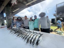 Spanish mackerel catch lined up.