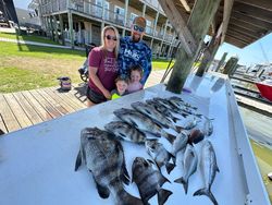 Three sheepshead and bluefish caught in Gulf Shores, Alabama