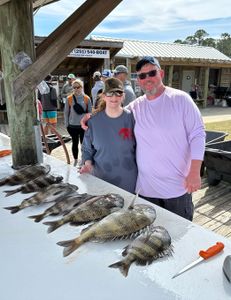 Two sheepshead and black drum fish caught in AL