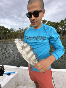 Nice black drum caught at Fort Morgan Marina! Deep sea and drift fishing techniques working well today.