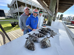 Dockside finds: a day's catch.