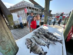 3 sheepshead and black drum fish caught in Gulf Shores