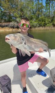 Black drum fish caught while fishing in Gulf Shores Alabama