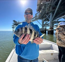 Sheepshead fish catch from Gulf Shores AL fishing trip