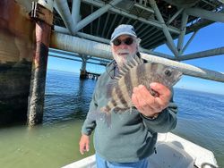 Freshly caught sheepshead fish being held on fishing boat in Gulf Shores Alabama waters