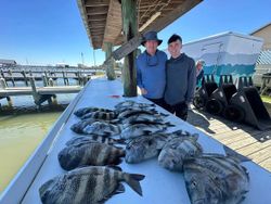 Fresh caught sheepshead fish displayed on boat deck at Gulf Shores AL fishing charter