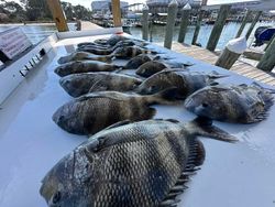 Fresh caught sheepshead fish displayed on boat deck at Gulf Shores Alabama fishing charter