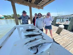 Fresh catch of Little Tunny and Spanish Mackerel displayed on cleaning table at Gulf Shores AL marina dock