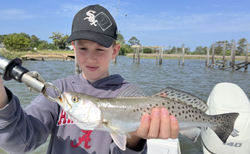 Spotted Weakfish, 21 inches, caught in Gulf Shores
