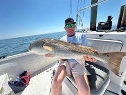 Redfish caught while fishing in Alabama