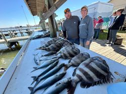 Sheepshead, a 179-inch fish, caught in AL
