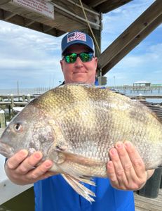 Sheepshead fish caught fishing in Gulf Shores