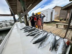 Fresh caught Spanish Mackerel displayed on fishing boat deck in Gulf Shores AL