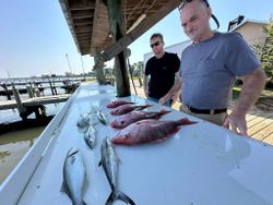 Three Spanish Mackerel caught while fishing in Gulf Shores