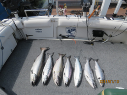 Five Chinook Salmon and Rainbow Trout in Oswego