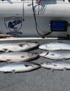 Six fish caught while fishing in Oswego