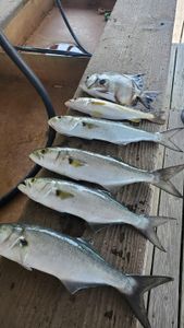 Five bluefish caught in the Mississippi river