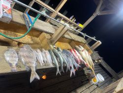 4 fish caught on a cruises and fishing trip in Mississippi