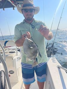 Grey Triggerfish caught in MS