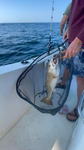 A stunning landscape in MS, featuring a cruises and fishing adventure.
