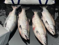 Four Chinook salmon and Rainbow trout caught in Tillamook