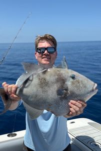 One grey triggerfish caught in Matlacha