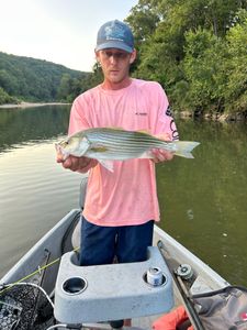 Striped bass caught while fishing in MO