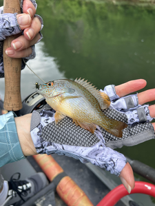 Success on the North Fork River with light tackle!