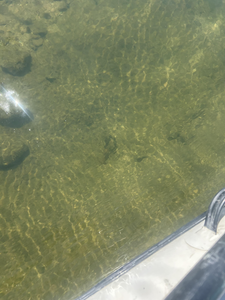 Crystal clear waters at North Fork River fishing spot.
