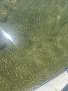 Crystal clear waters reveal the rocky bottom of North Fork River.