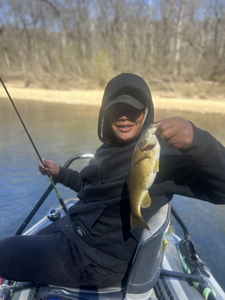 Nice North Fork River smallmouth bass on the fly!