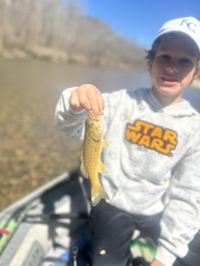 North Fork River Smallmouth Bass caught using light tackle!