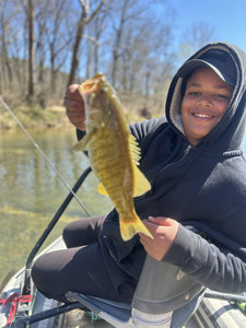 Nice North Fork River smallmouth bass!