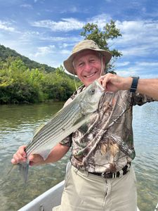 Striped bass caught while fishing in Dora