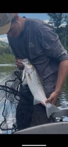 Striped bass caught in Dora while fishing