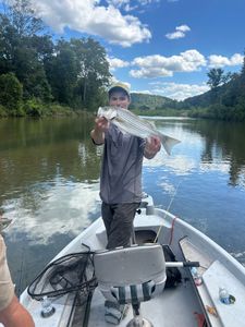 Striped bass caught fishing in Dora