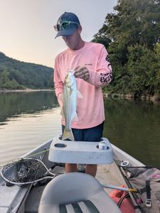 Striped bass caught fishing in MO