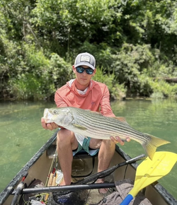 Striped bass caught fishing in MO