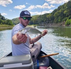Striped bass caught in MO
