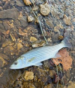 Striped bass caught in MO