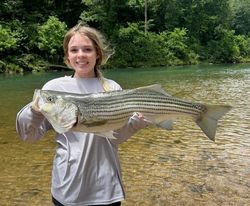 Striped bass caught while fishing in MO