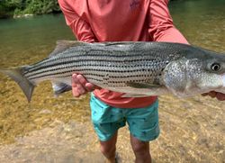 Striped bass caught fishing in MO