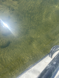 Crystal clear waters reveal perfect fishing conditions below.